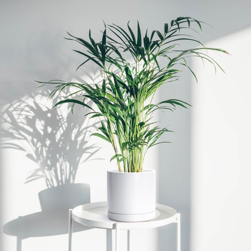 D'vine Dev 8.2 Inch Ceramic Planter Pot with Drainage Hole and Saucer, Indoor Cylinder Round Planter Pot, White, 94-O-D-1 - Image 2